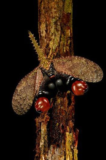 Nghệ thuật ẩn m&igrave;nh của động vật