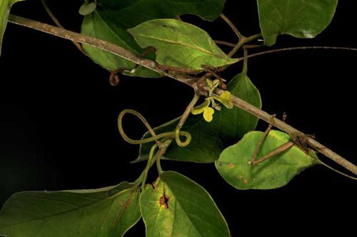 Nghệ thuật ẩn m&igrave;nh của động vật