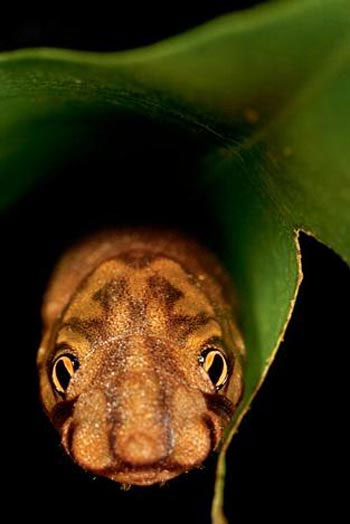 Nghệ thuật ẩn m&igrave;nh của động vật