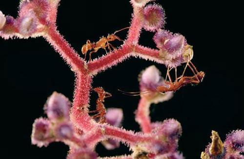 Nghệ thuật ẩn m&igrave;nh của động vật