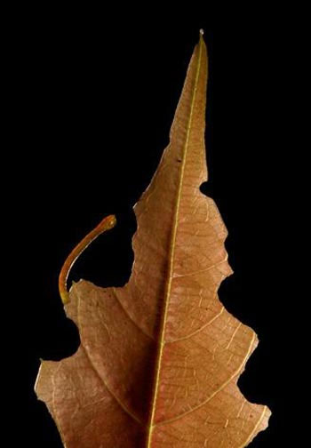 Nghệ thuật ẩn m&igrave;nh của động vật