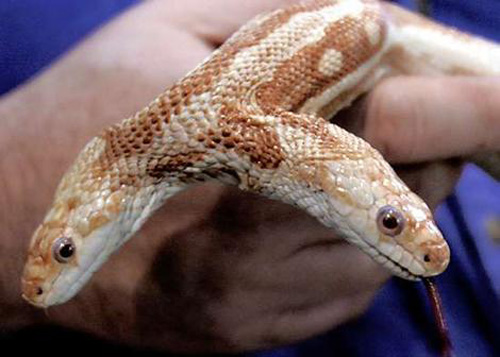 0306snake-wideweb-470x336-0-7249-1388202