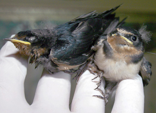 080723-twin-swallows-big.jpg