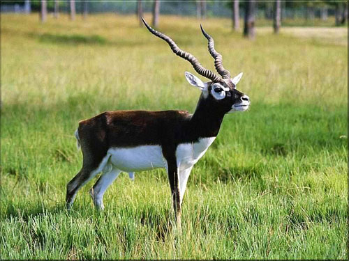 Blackbuck.jpg