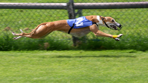 Greyhound-Racing-2-amk.jpg