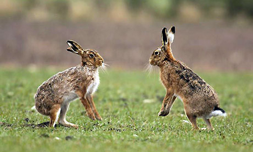 hare1.jpg