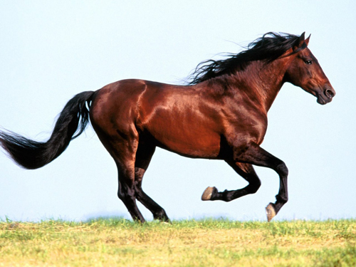 horse-1.jpg