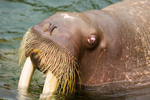 800px-Walrus-Kamogawa-Seaworld-1.jpg