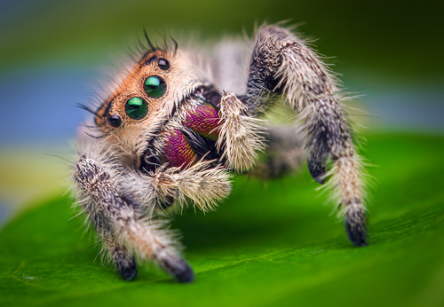 Female-Jumping-Spider-Phidippus-regius-F