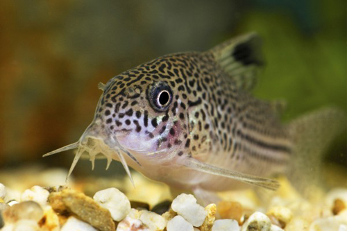 animal-mustache-Corydoras-fish-02-600x39