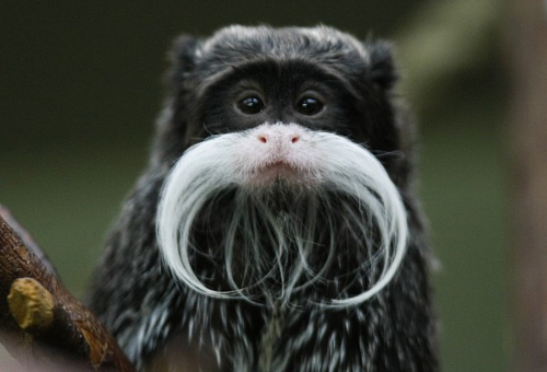 animal-mustache-Emperor-tamarin-01-600x4