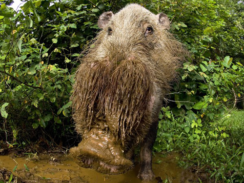 animal-mustache-bearded-pig-03-600x450.j