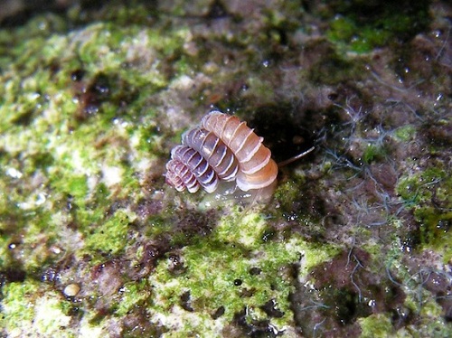 Plectostoma-christae-Kelantan-5042-2079-