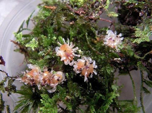 Plectostoma-grandispinosum-Sarawak-Malay