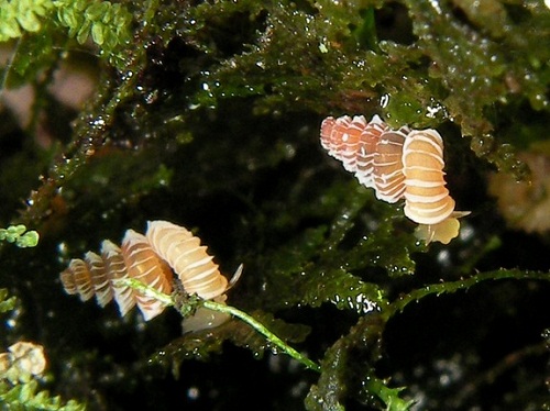 Plectostoma-siphonostomon-Paha-4777-5124