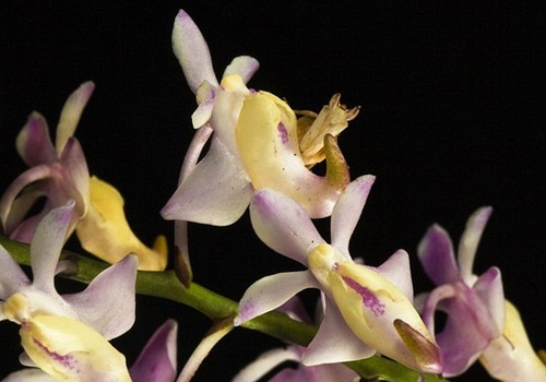 con-trung-bac-thay-nhung-phep-1888-2178-