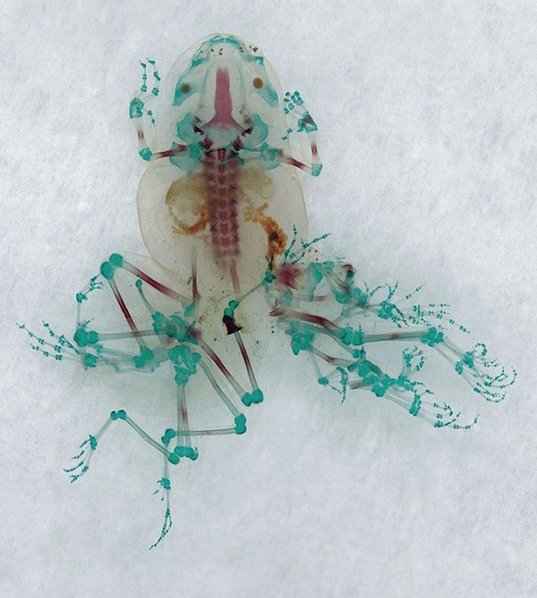 Ảnh chụp loài ếch trong suốt tuyệt đẹp