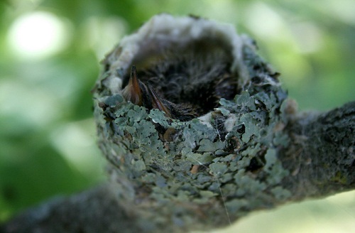 10-hummingbird-nest-4424-1396591338.jpg