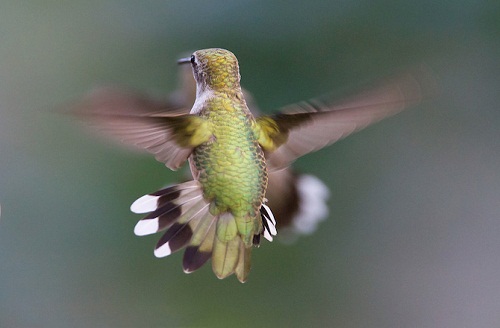 3-hummingbird-flight-motion-1847-1396591