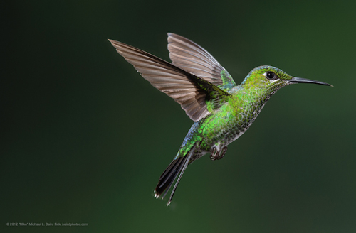 4-hummingbird-green-crowned-br-3634-6417