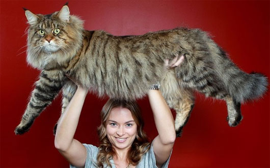 Mèo maine Coon Cận cảnh những loài mèo "đẹp lạ" trên thế giới