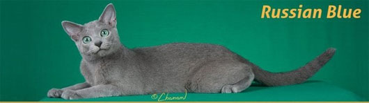 Mèo Russian Blue Cận cảnh những loài mèo "đẹp lạ" trên thế giới