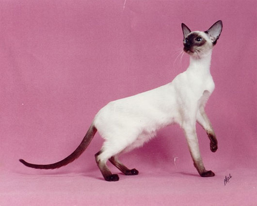 Mèo Xiêm Cận cảnh những loài mèo "đẹp lạ" trên thế giới