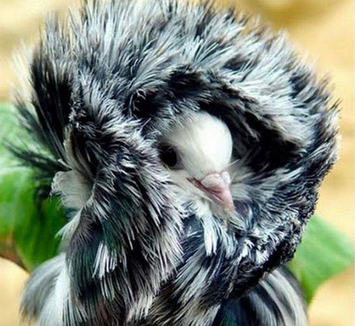 Loài chim có bộ lông như sư tử