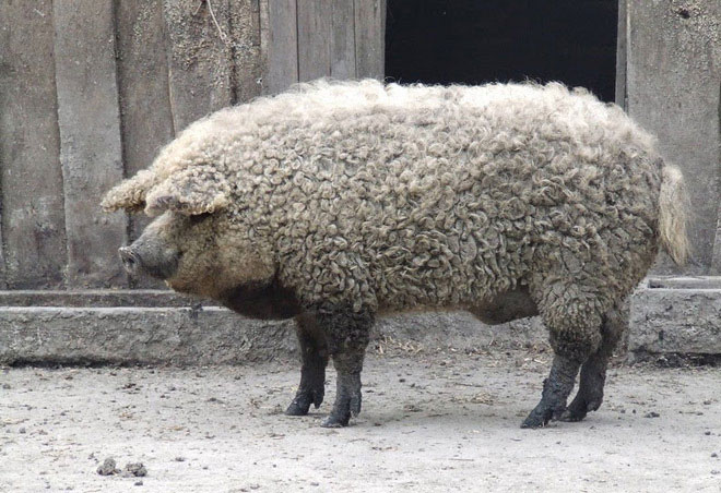 Mangalitsa hay Mangalica là một giống lợn hiếm có nguồn gốc ở Hungary.  Lợn có bộ lông như cừu