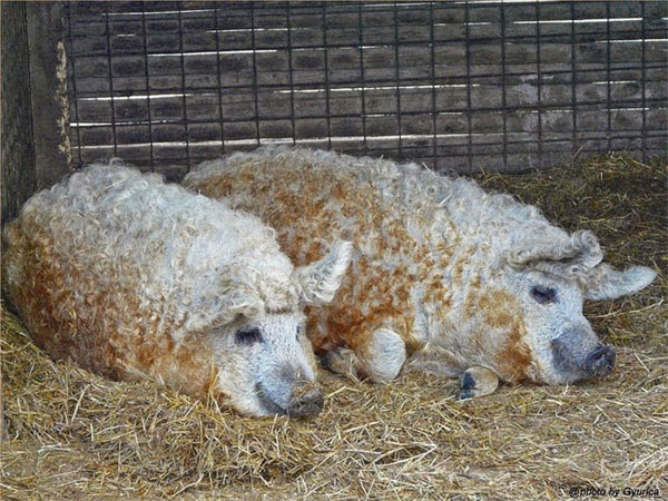 Nhu cầu sử dụng mỡ lợn giảm dần từ khoảng giữa thế kỷ 20. Lợn có bộ lông như cừu