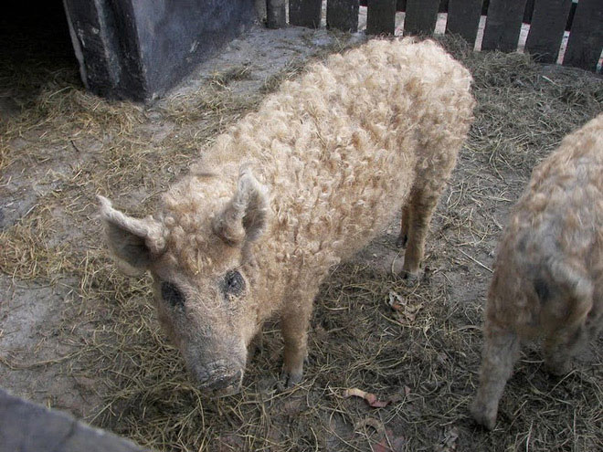 Mangalica gần như tuyệt chủng vào giai đoạn những năm 1990, với chưa đầy 200 cá thể. Lợn có bộ lông như cừu