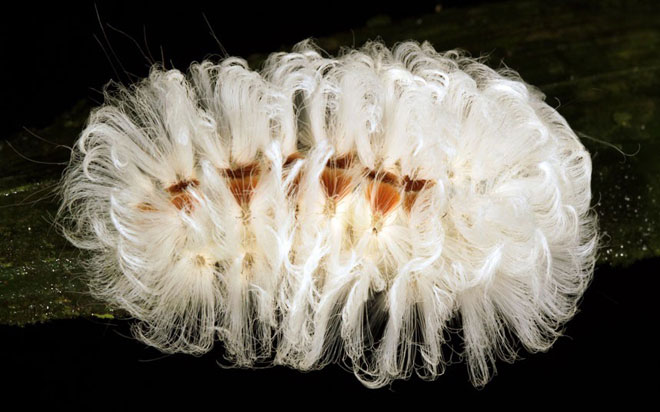 Con sâu bướm này có hình thù bắt mắt với những búi lông dài màu trắng và nhiều lông gai. Nghệ thuật ngụy trang của sâu bướm