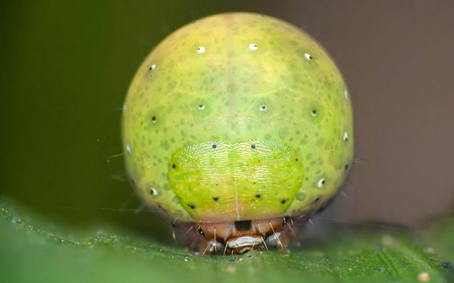 Phần bụng của con sâu bướm này có kích thước lớn, màu xanh lá và chồng lên phần đầu thật của nó. Nghệ thuật ngụy trang của sâu bướm