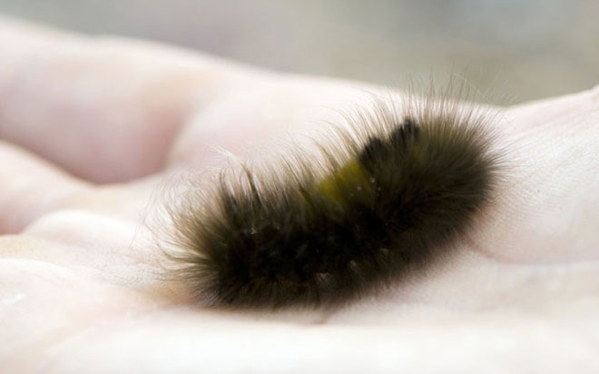 Để đối phó với thời tiết lạnh, sâu bướm Gynaephora groenlandica sẽ tiết ra một loại protein có thể giúp tế bào không bị đóng băng hoàn toàn. Nghệ thuật ngụy trang của sâu bướm