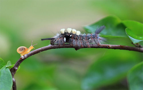 Khoảnh khắc lãng mạn của... côn trùng