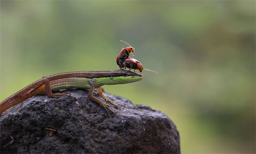 Khoảnh khắc lãng mạn của... côn trùng