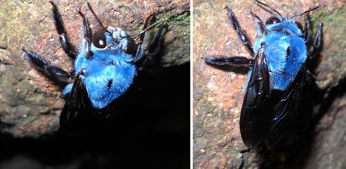 Những sinh vật màu sắc đẹp lạ thường