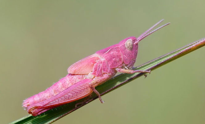 Những sinh vật màu sắc đẹp lạ thường