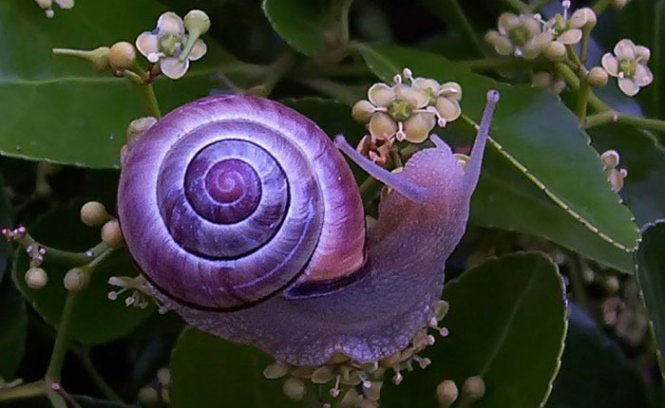 Những sinh vật màu sắc đẹp lạ thường