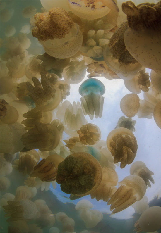 Đẹp lung linh vương quốc sứa