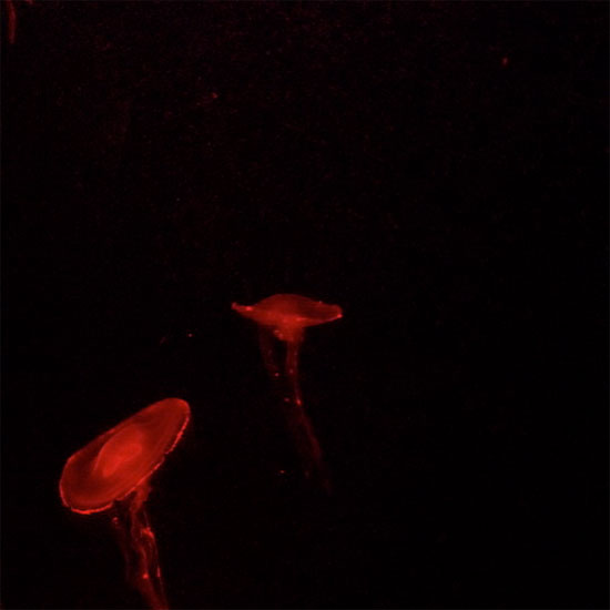 Đẹp lung linh vương quốc sứa