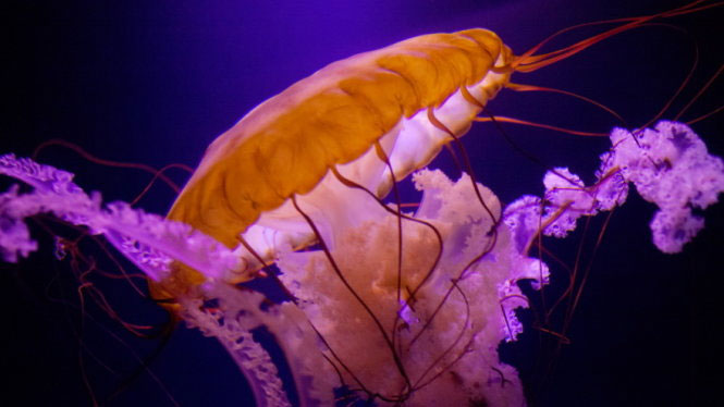 Đẹp lung linh vương quốc sứa