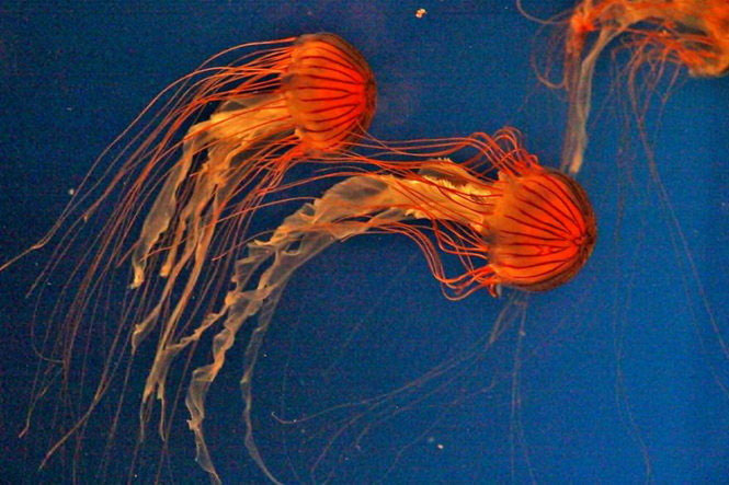 Đẹp lung linh vương quốc sứa