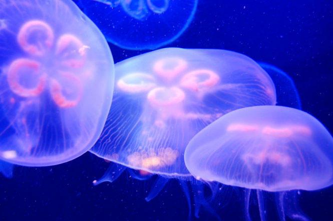 Đẹp lung linh vương quốc sứa