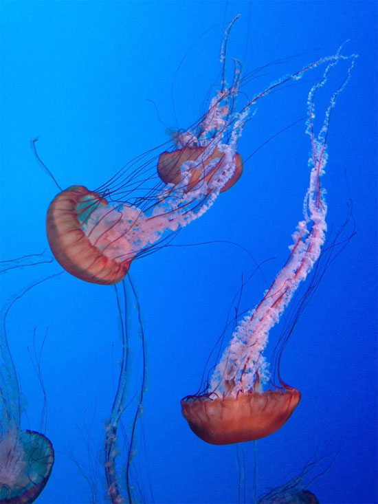 Đẹp lung linh vương quốc sứa