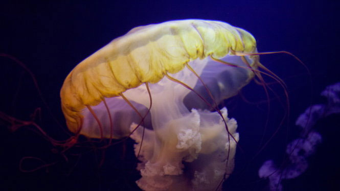 Đẹp lung linh vương quốc sứa