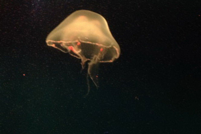 Đẹp lung linh vương quốc sứa