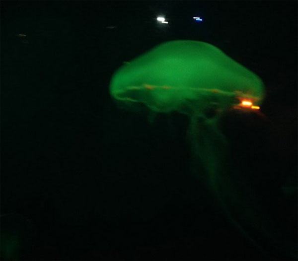 Đẹp lung linh vương quốc sứa