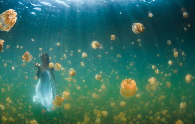 Đẹp lung linh vương quốc sứa