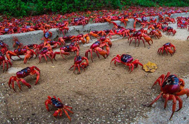 Cua nhuộm đỏ h&ograve;n đảo ở Australia